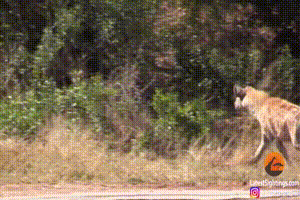 Linh dương giả chết, thoát nạn thần kỳ trước báo hoa mai và linh cẩu