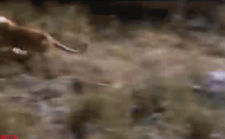 Vô tình đụng độ trăn đá châu Phi, sư tử phải trả giá đắt