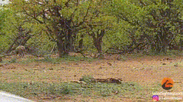 Báo hoa mai tranh giành con mồi với linh cẩu, kẻ nào chiến thắng ?