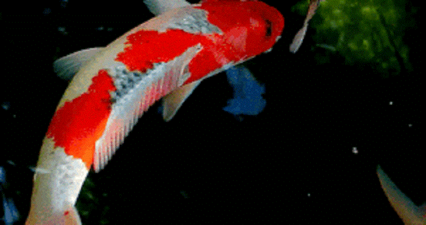 Vì sao loài cá này được bán giá 1,8 triệu USD một con