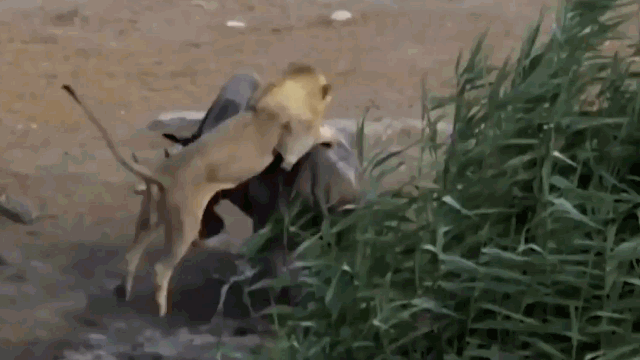 Tê giác lật kèo, vác bụng bầu truy sát sư tử và cái kết