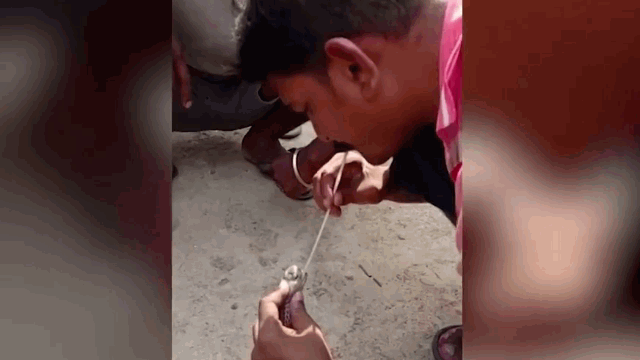 Thót tim cảnh người đàn ông hô hấp nhân tạo cứu rắn hổ mang