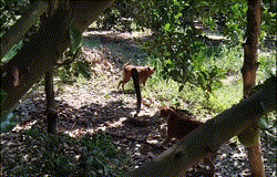 2 con chó nhà tử chiến dữ dội với rắn hổ mang chúa 'khủng'