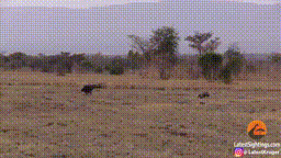 Màn truy sát của linh cẩu với thú ăn kiến và cái kết do kẻ thứ ba định đoạt