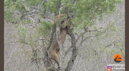 Cướp mồi báo đốm, sư tử nhận cái kết thê thảm