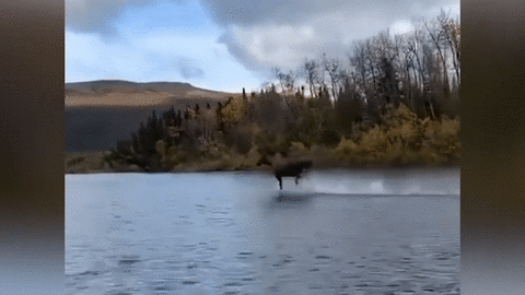 Sửng sốt cảnh tượng nai sừng tấm 'khinh công' trên mặt nước