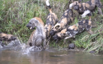 Cướp thức ăn, linh cẩu bị bầy chó hoang trừng trị và cái kết bất ngờ