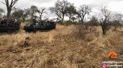 Lợn rừng thoát nạn trước báo hoa mai khi có kẻ thứ 3 xuất hiện