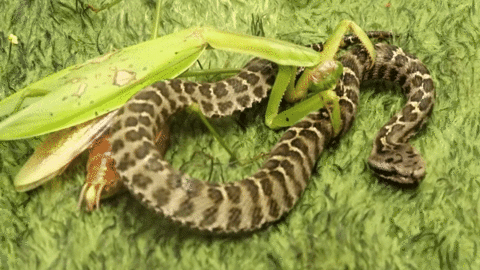 Bọ ngựa quyết chiến với rắn độc và cái kết bất ngờ