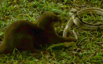 Cuộc chiến sinh tồn giữa rắn hổ ngựa và rái cá và cái kết nghẹt thở