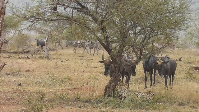 Rủ nhau cà khịa báo săn, đàn linh dương đầu bò nhận bài học nhớ đời