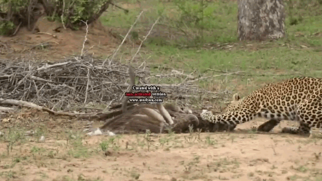 Cuộc chiến khốc liệt giữa đại bàng, rắn độc Mamba và báo đốm: Kết cục bất ngờ