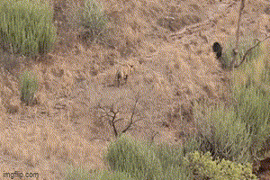 Lò dò tiến tới định 'xử' gấu, hổ bị dọa sợ cong đuôi bỏ chạy