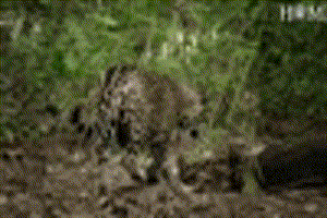 Báo đốm đụng độ 'rắn ba bước' cực độc, kẻ nhận án tử lại là 'người thứ ba'