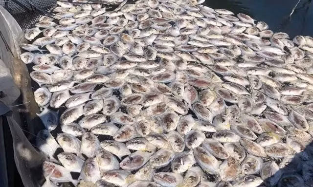 Cá chết nổi trắng bè thủy sản ở đặc khu Vân Đồn