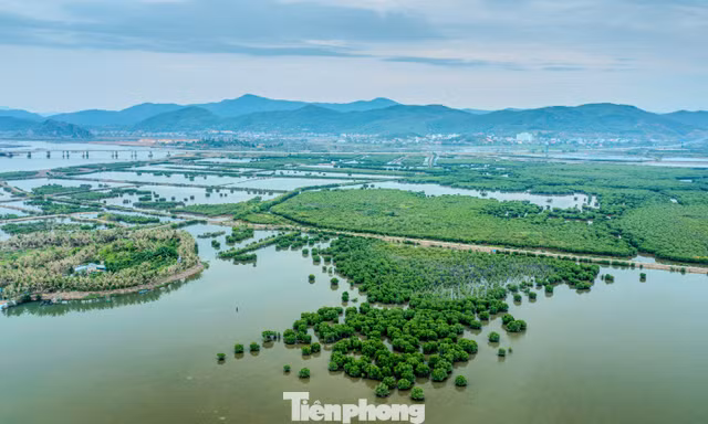 Ngắm rừng ngập mặn xanh mướt bên bờ cao tốc của Quảng Ninh