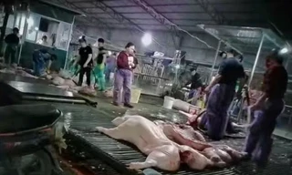 Vụ hơn 300 tấn lợn bệnh tại Hà Nội: Hệ thống kiểm dịch tê liệt từ bên trong