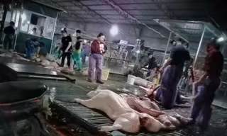 Vụ hơn 300 tấn lợn bệnh tại Hà Nội: Hệ thống kiểm dịch tê liệt từ bên trong