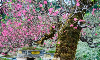 Vẻ đẹp rêu phong của đào cổ thụ Tây Bắc 'đốn tim' người chơi Hà Nội
