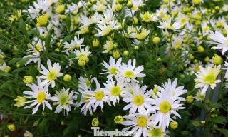 Hà Nội xao xuyến mùa hoa 'gọi đông' về phố 