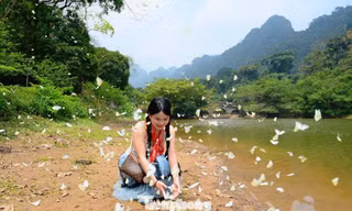 Đặc biệt mùa bướm Cúc Phương