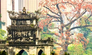 Hà Nội rực đỏ sắc hoa gạo trong những ngày giao mùa