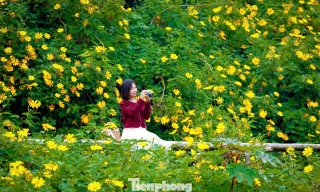 Hoa dã quỳ rực rỡ như Tây Nguyên giữa lòng Hà Nội 