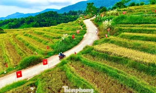Check-in cung đường chữ S giữa 'biển vàng' gây sốt mạng xã hội