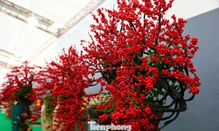 Đào đông đỏ đắt giá xuống phố Hà Nội đón Tết Bính Ngọ