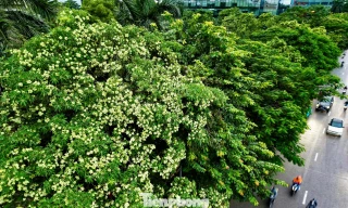 Vừa 'chạm đông', Hà Nội vẫn say trong hương hoa sữa