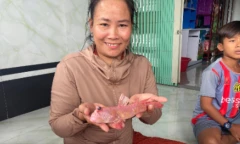 Người dân Đất Mũi bắt được cá thòi lòi có màu hồng khác thường