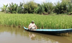 Con tôm sinh thái và hành trình thoát nghèo nơi Đất Mũi