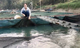 Cô gái 9X tiên phong đưa nghề nuôi cá lồng về dòng Phó Đáy