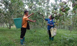 Chuyện áp dụng khoa học kỹ thuật để thoát nghèo ở xã vùng cao của Lào Cai