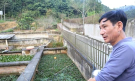 Cả vùng đất trở nên trù phú nhờ những 'cụ' ba ba