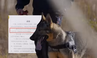 Cười ngả nghiêng với "bộ tứ báo thủ" cảnh khuyển: Lộ diện "cậu ấm" siêu quậy