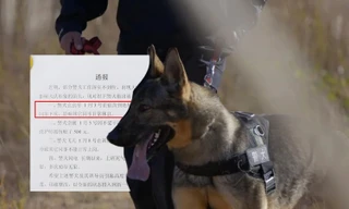 Cười ngả nghiêng với "bộ tứ báo thủ" cảnh khuyển: Lộ diện "cậu ấm" siêu quậy