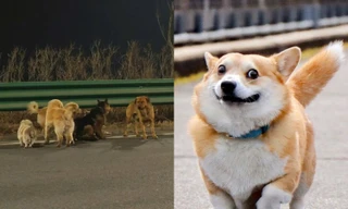 Câu chuyện 7 chú chó đi 17km: Corgi 2 lần thoát thân giúp giải cứu "đồng bọn"