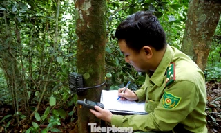 Lội suối, băng rừng bảo vệ nguồn gien quý hiếm ở xứ Nghệ