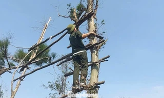 Phá 'thiên la địa võng', bảo vệ chim trời