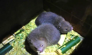 Mô hình nuôi dúi mở lối thoát nghèo cho người trẻ vùng cao xứ Nghệ