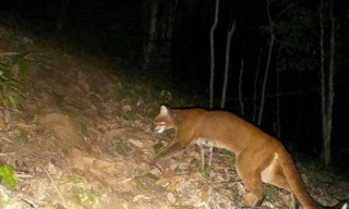 Lần đầu phát hiện loài cực kỳ nguy cấp quý hiếm trong rừng ở Nghệ An