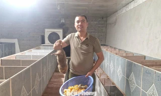 Nuôi dúi mốc, hướng đi mới giúp nông dân Nghệ An thoát nghèo bền vững