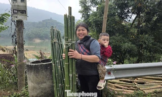 Cây núi rừng mang sinh kế bền vững cho người dân