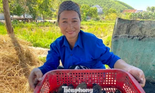 Kiếm tiền triệu sau mỗi đêm săn đặc sản chuột đồng