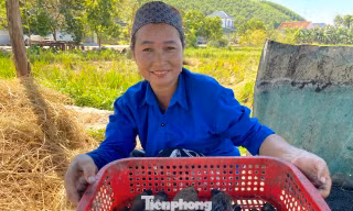 Kiếm tiền triệu sau mỗi đêm săn đặc sản chuột đồng