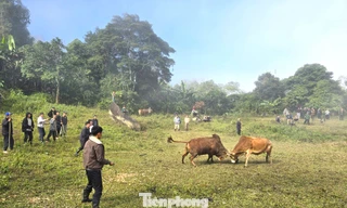 Màn chọi bò của người Mông