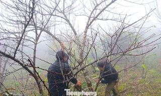 Đổ xô lên núi săn đào đá về bán Tết