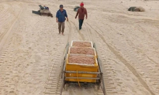 Ruốc biển dạt bờ, ngư dân Quảng Trị bội thu 