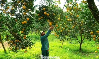 Rừng cam chín vàng rực, người dân 'ém hàng' chờ Tết